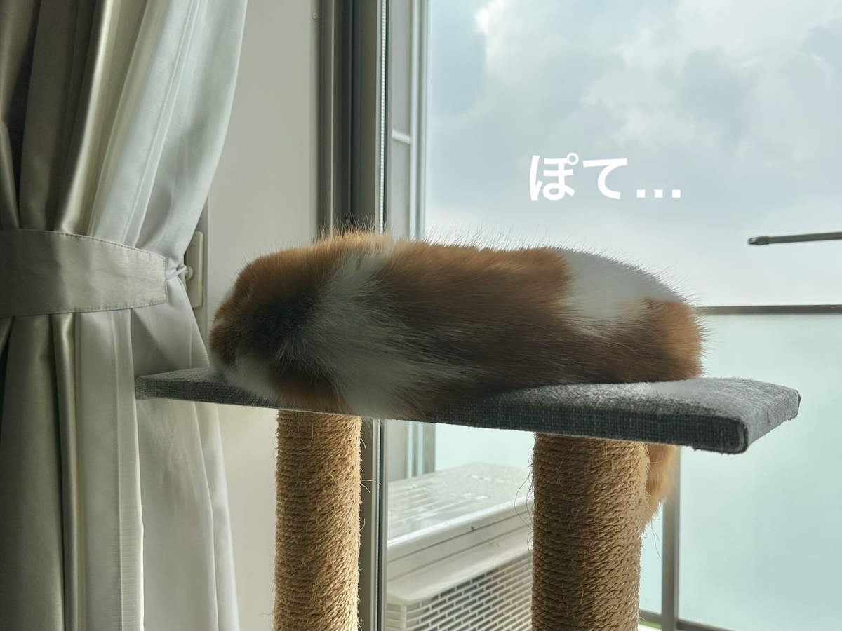日向ぼっこ中のるるちゃん2