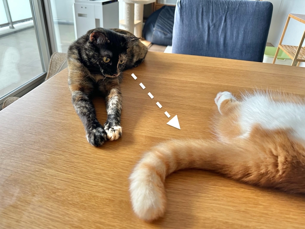 見つめるもなちゃん
