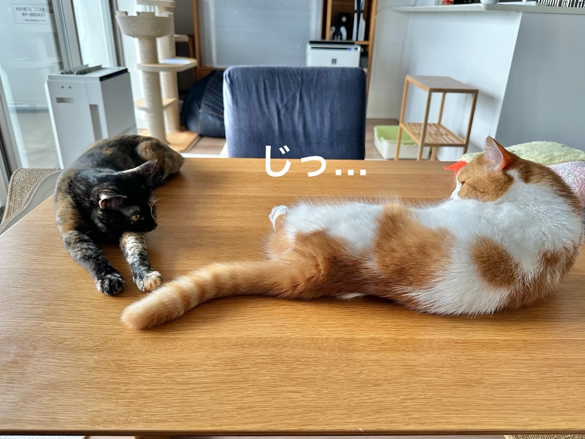 見つめ合うるるもな