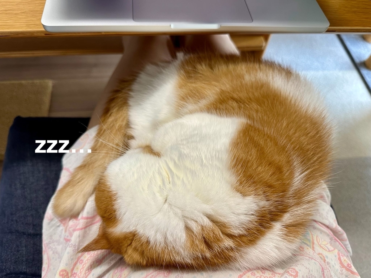 お膝猫るるちゃん2