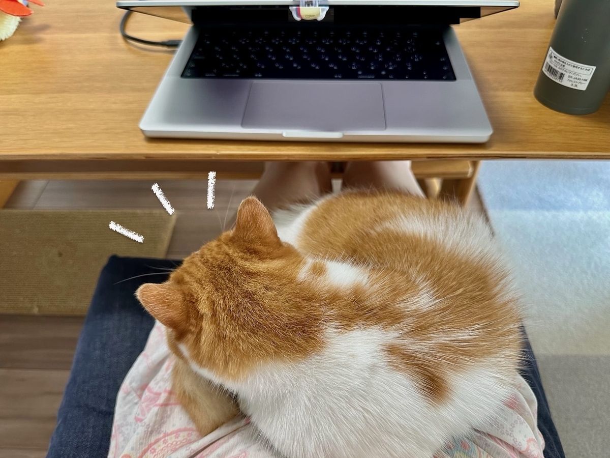 お膝猫るるちゃん1
