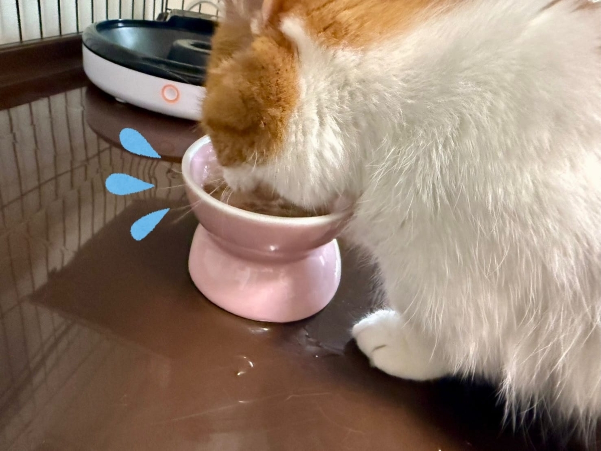 元気にお食事タイムのるるちゃん