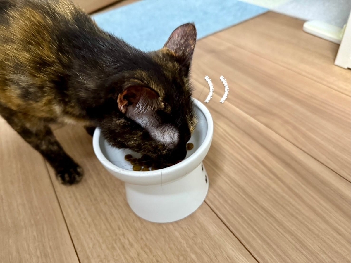 元気にお食事タイムのもなちゃん