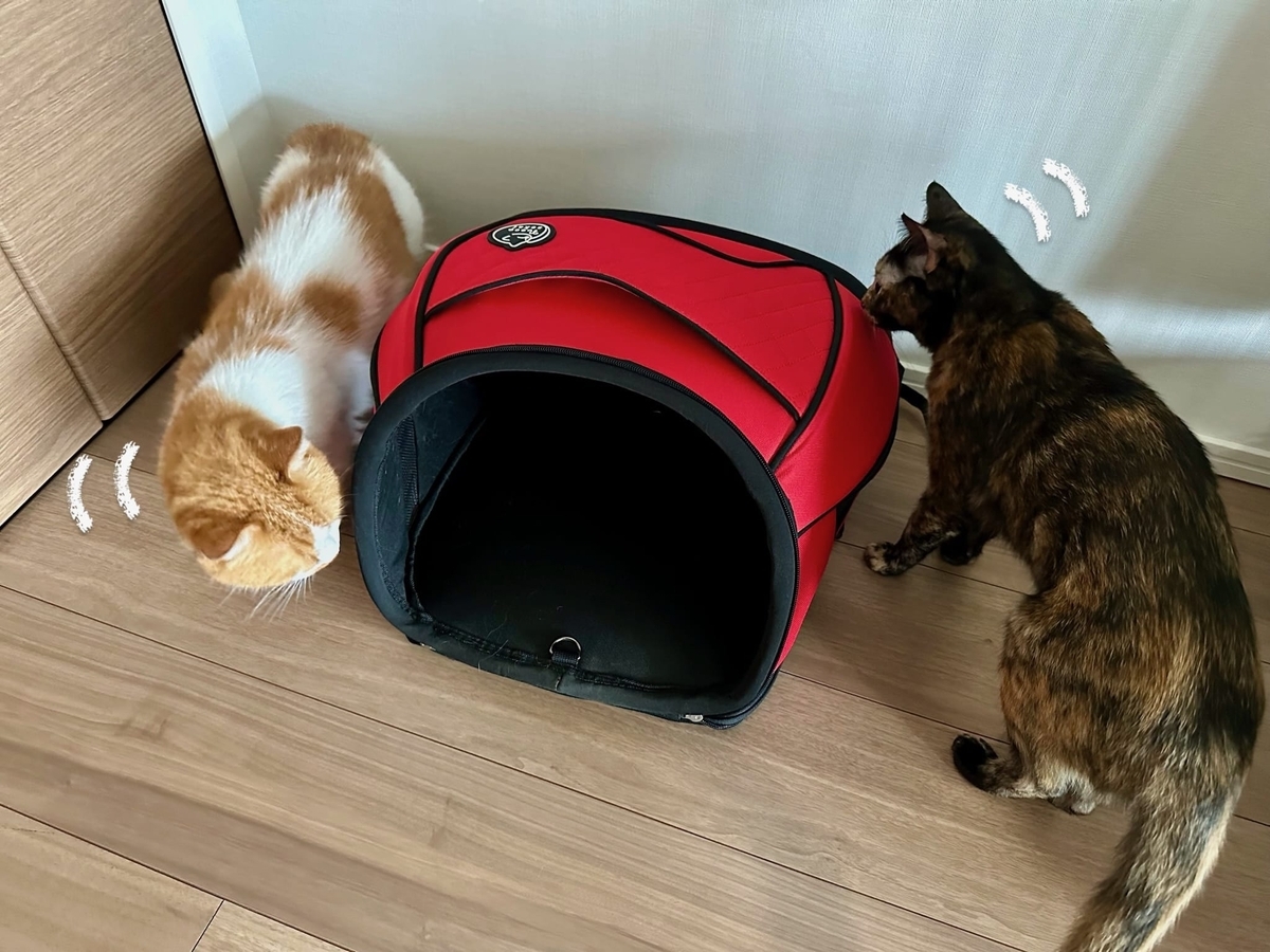 リュックが気になるるるもな