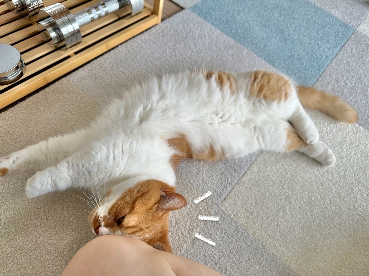 くっつき猫るるちゃん1