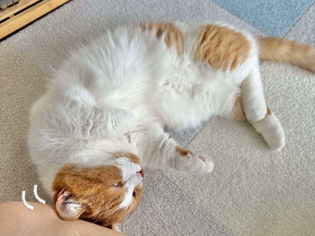 くっつき猫るるちゃん3
