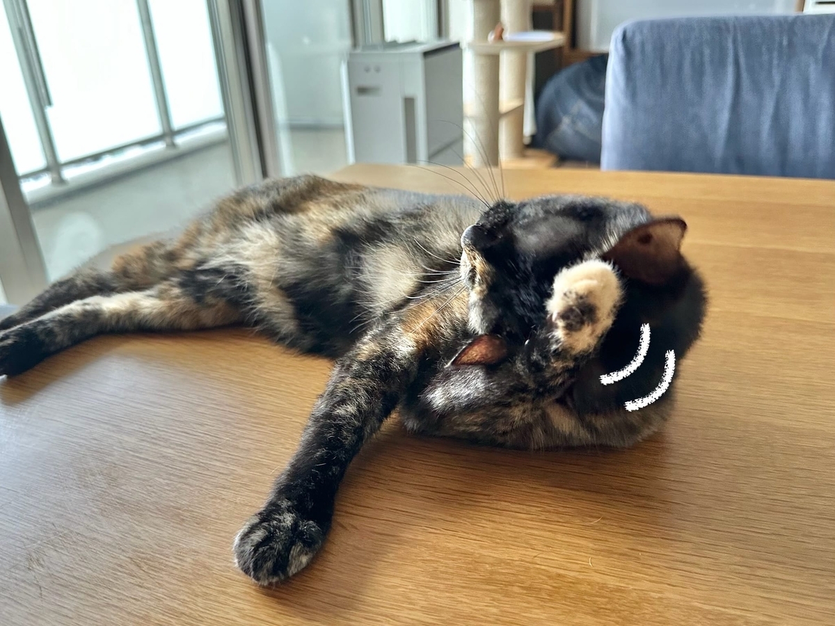 お顔洗いタイムのもなちゃん2