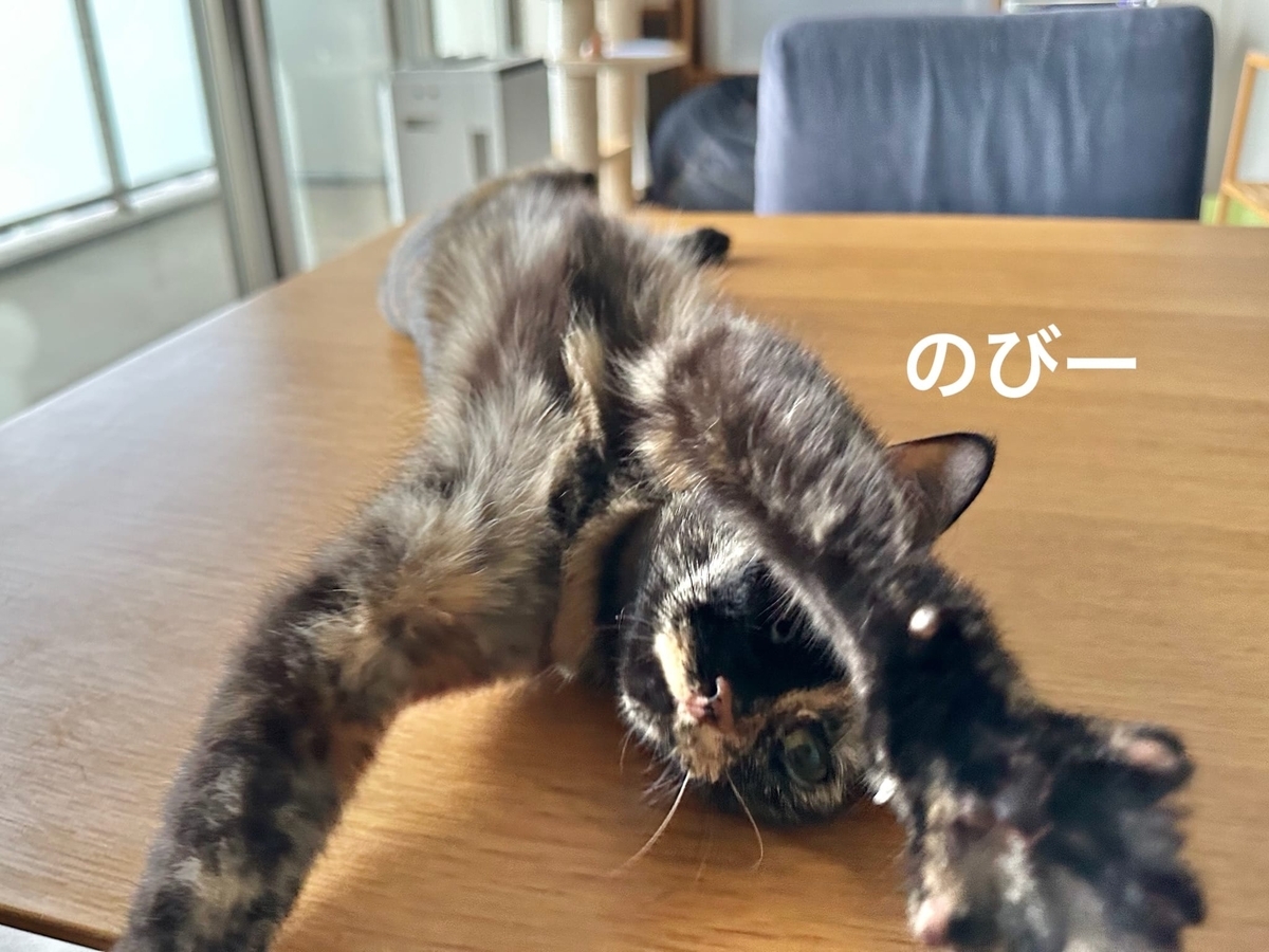 お顔洗いタイムのもなちゃん3