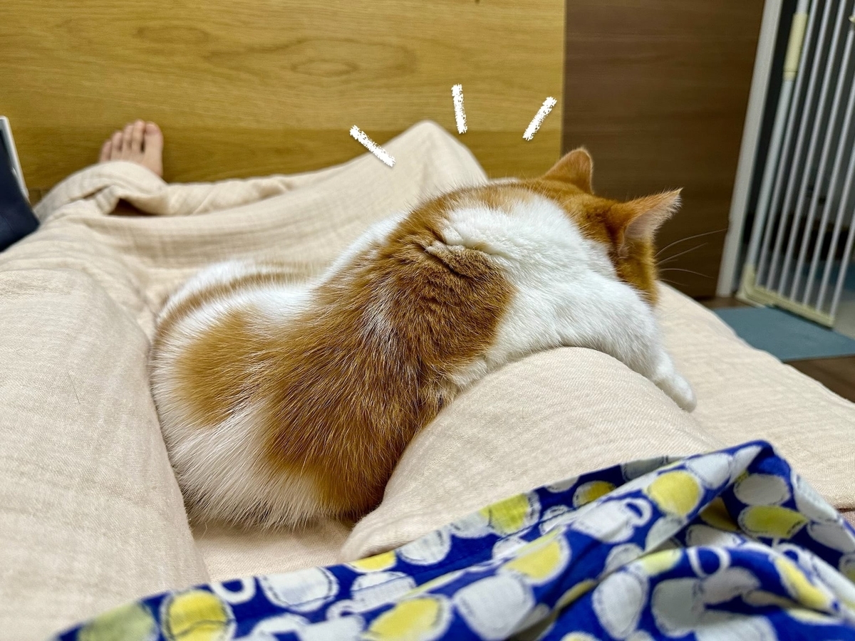 足にくっつくるるちゃん1