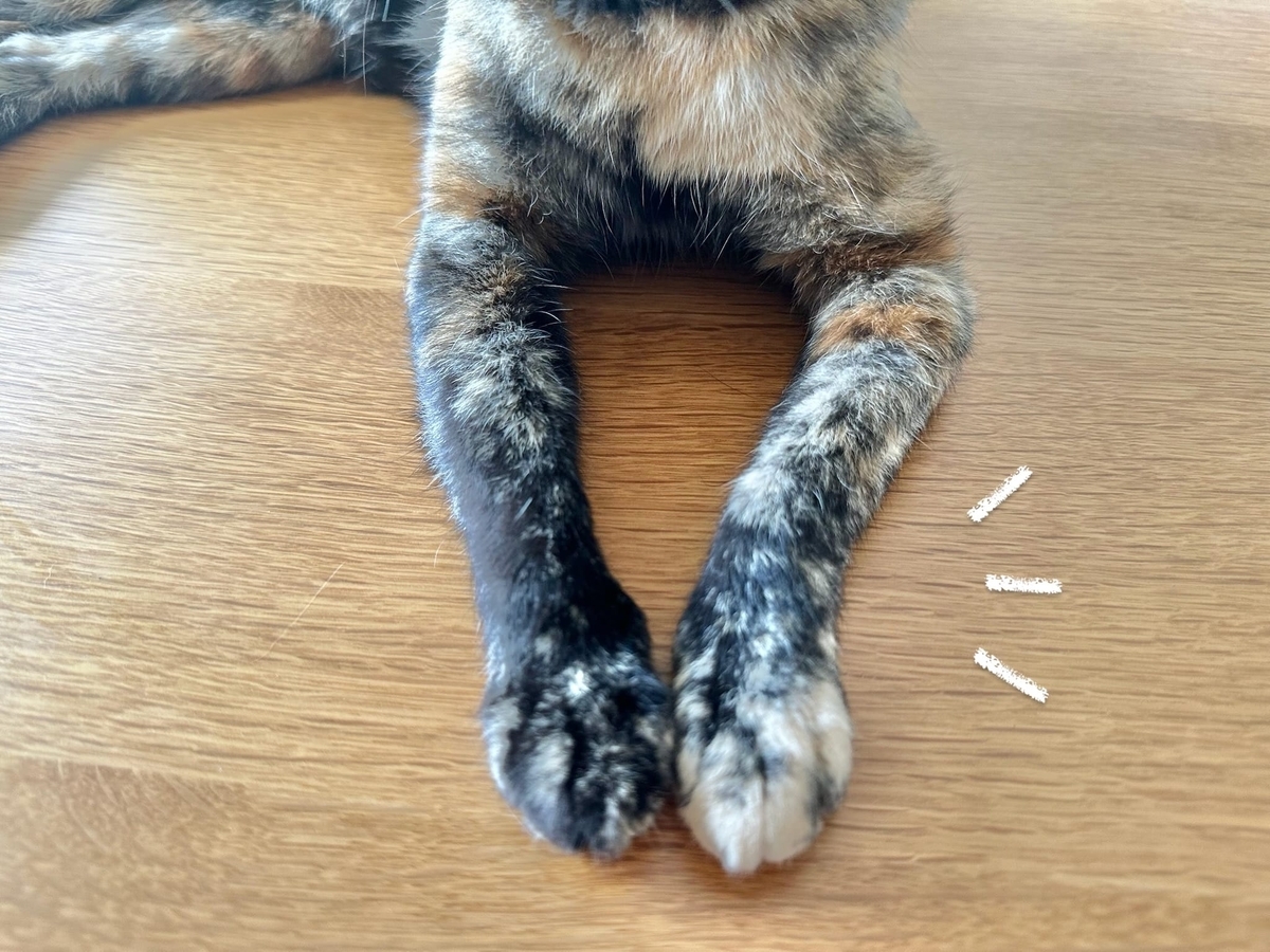 もなちゃんの前足