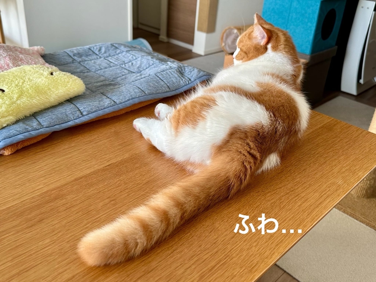 るるちゃんのふわふわしっぽ