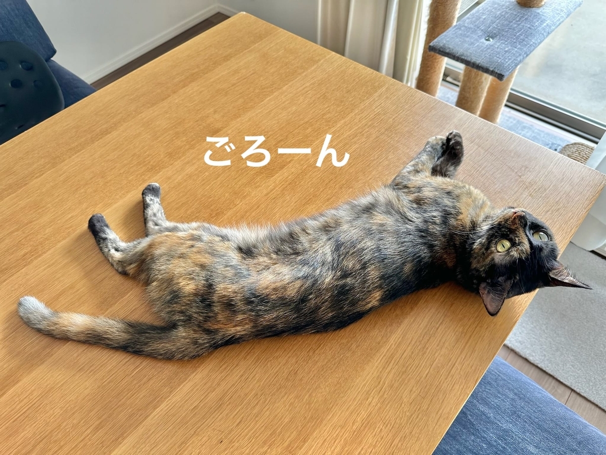 テーブルでのびるもなちゃん