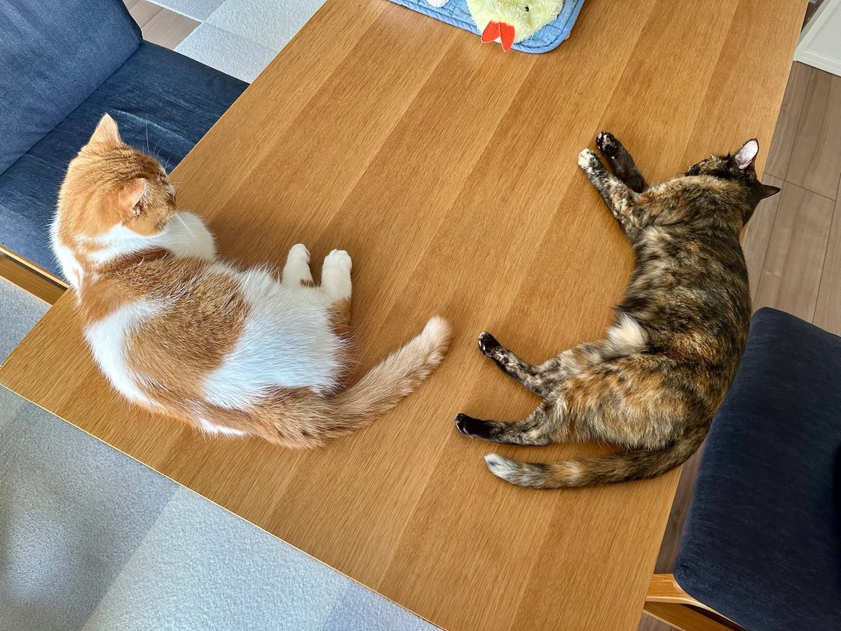 朝のまったりタイム2