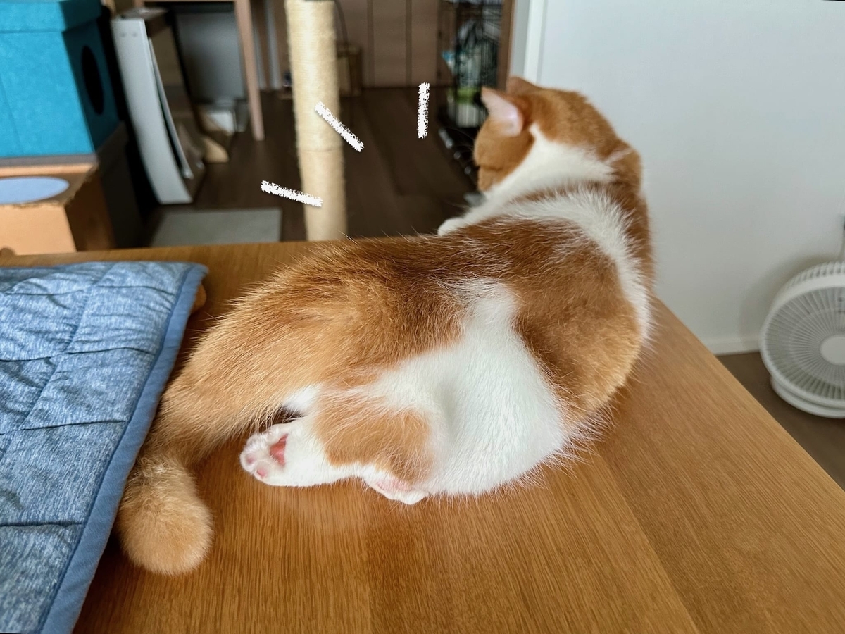 るるちゃんの後ろ姿