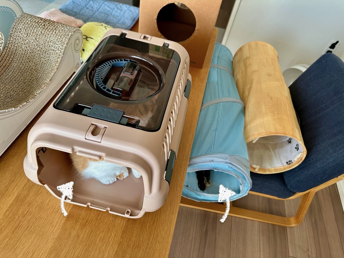 お掃除中のるるもな