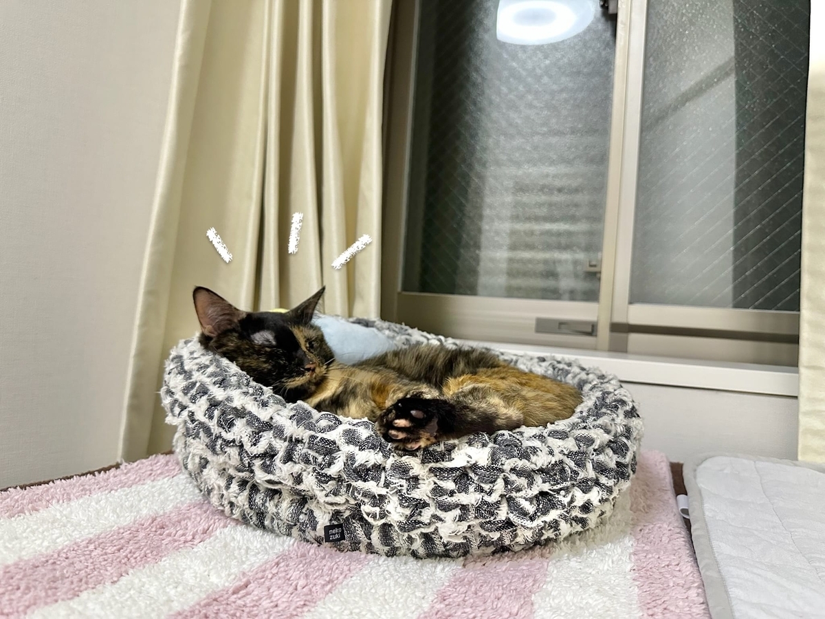 おやすみタイムのもなちゃん2
