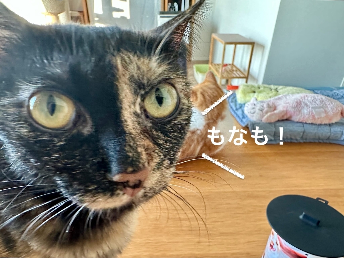 ドアップのもなちゃん