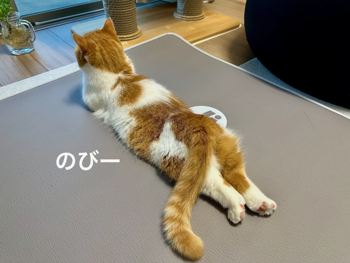 トレーニングマットとるるちゃん2