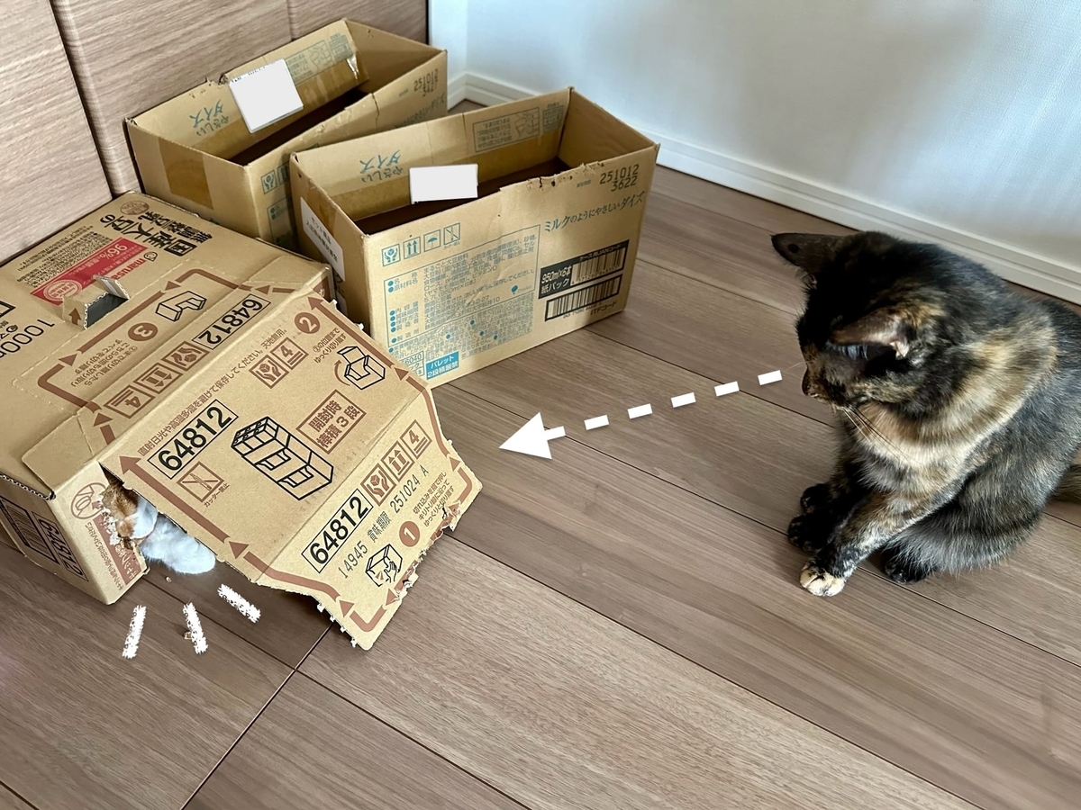 箱にたてこもるるるちゃん1