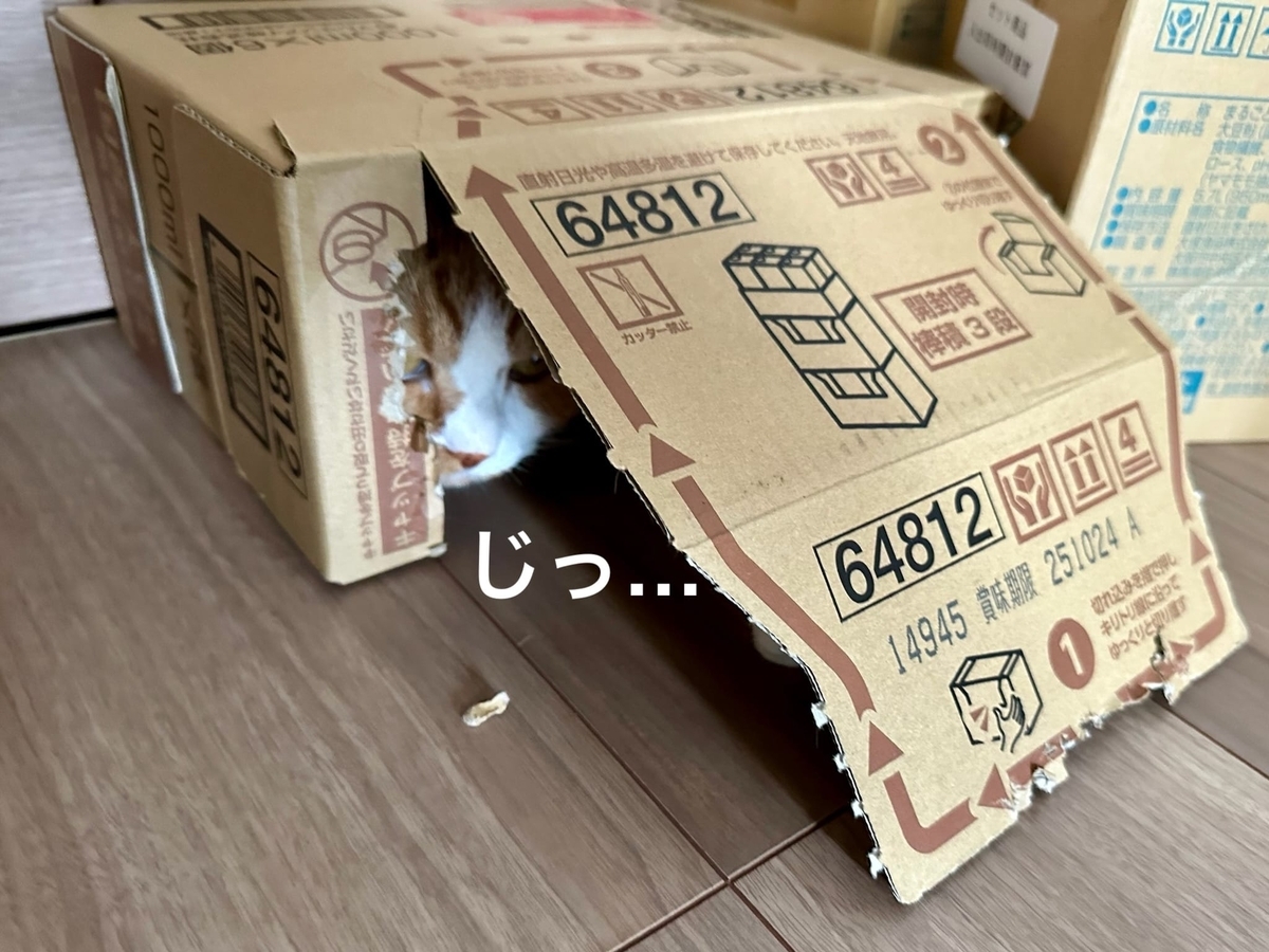 箱にたてこもるるるちゃん4