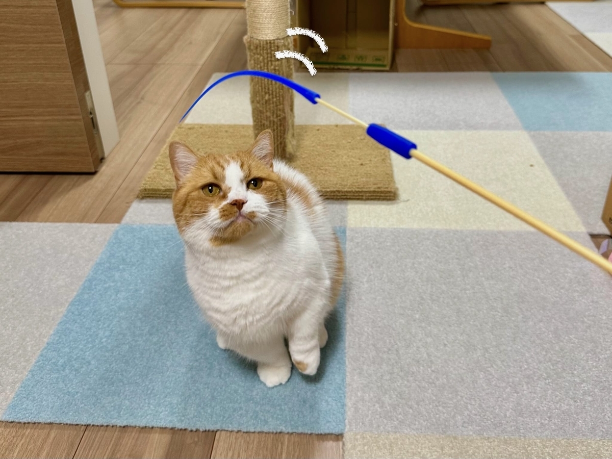 新しいおもちゃで遊ぶるるちゃん1