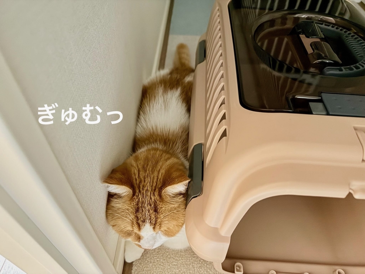 すみっこぐらしのるるちゃん2