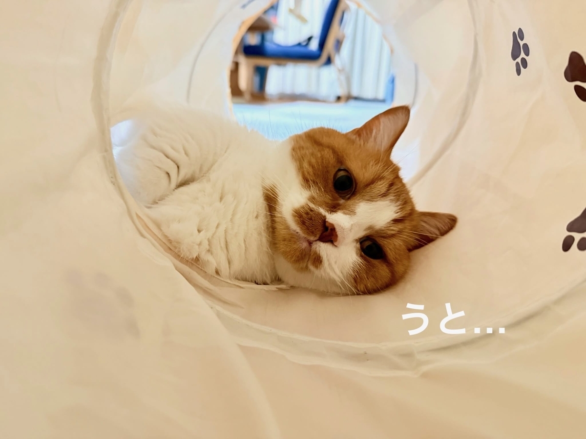 トンネルでくつろぐるるちゃん3