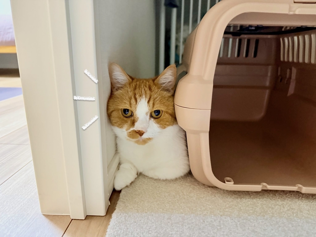 すみっこぐらしのるるちゃん1