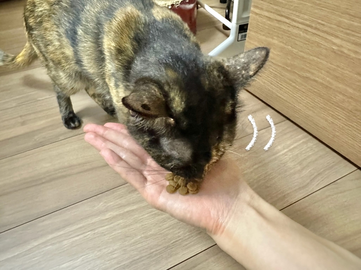 手からご飯を食べるもなちゃん