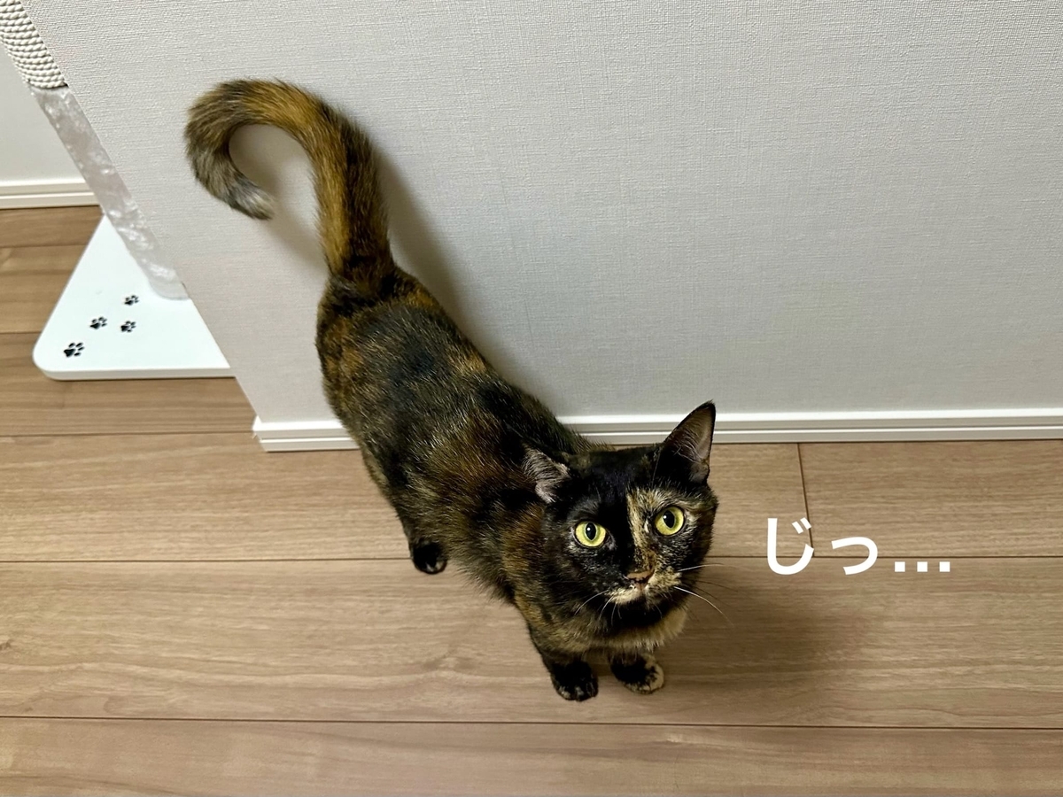 見つめるもなちゃん
