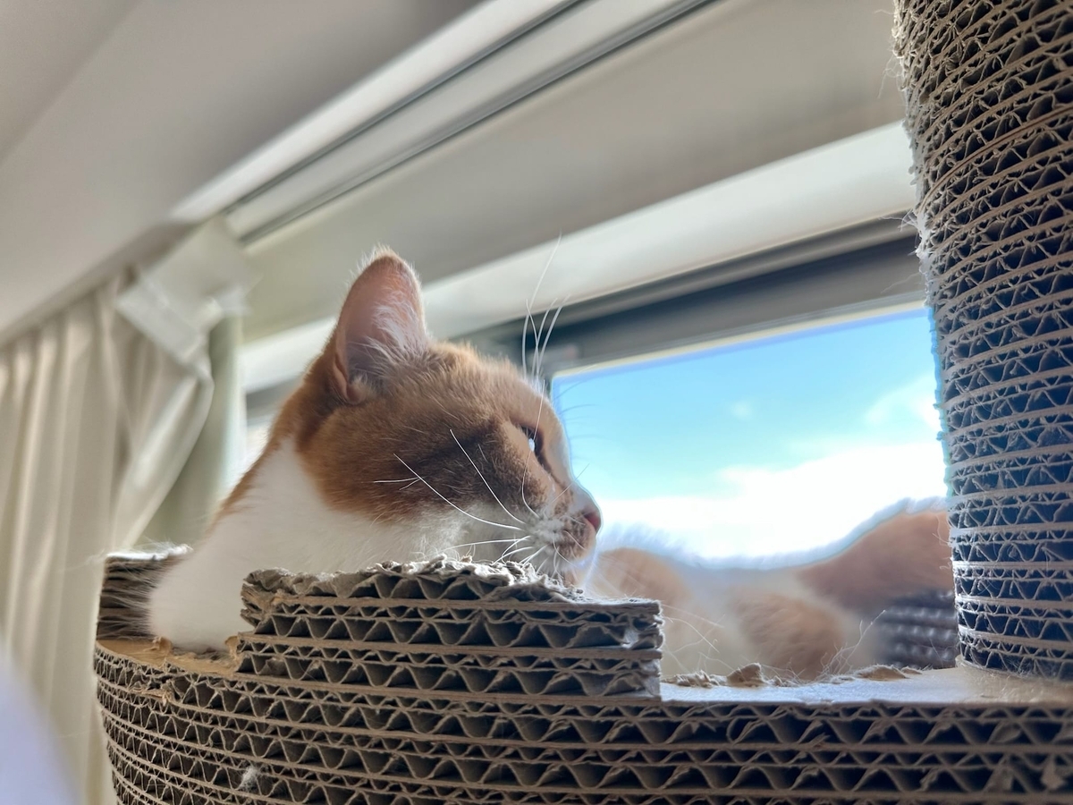 青空とるるちゃん