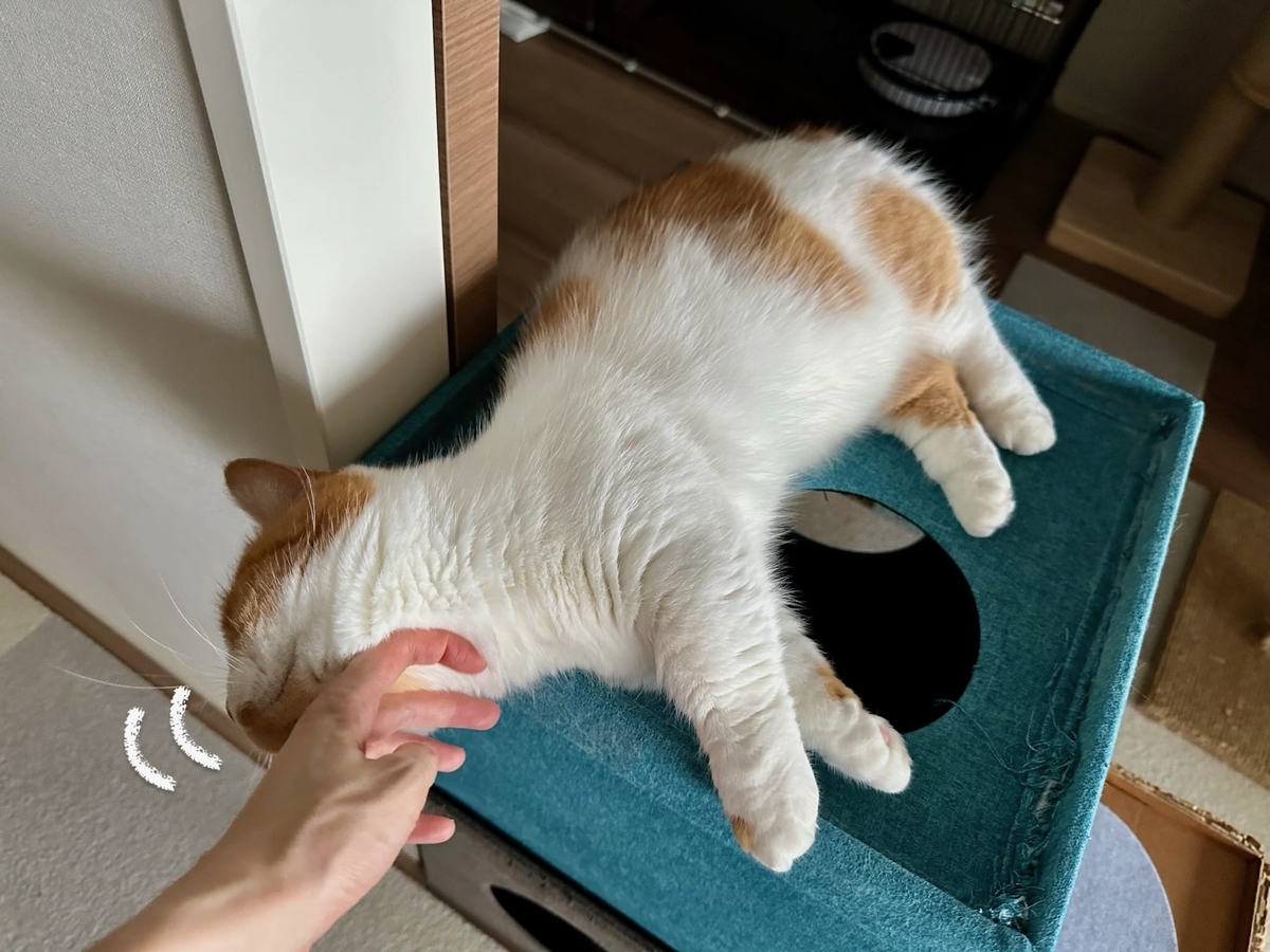 くつろぎタイムのるるちゃん2