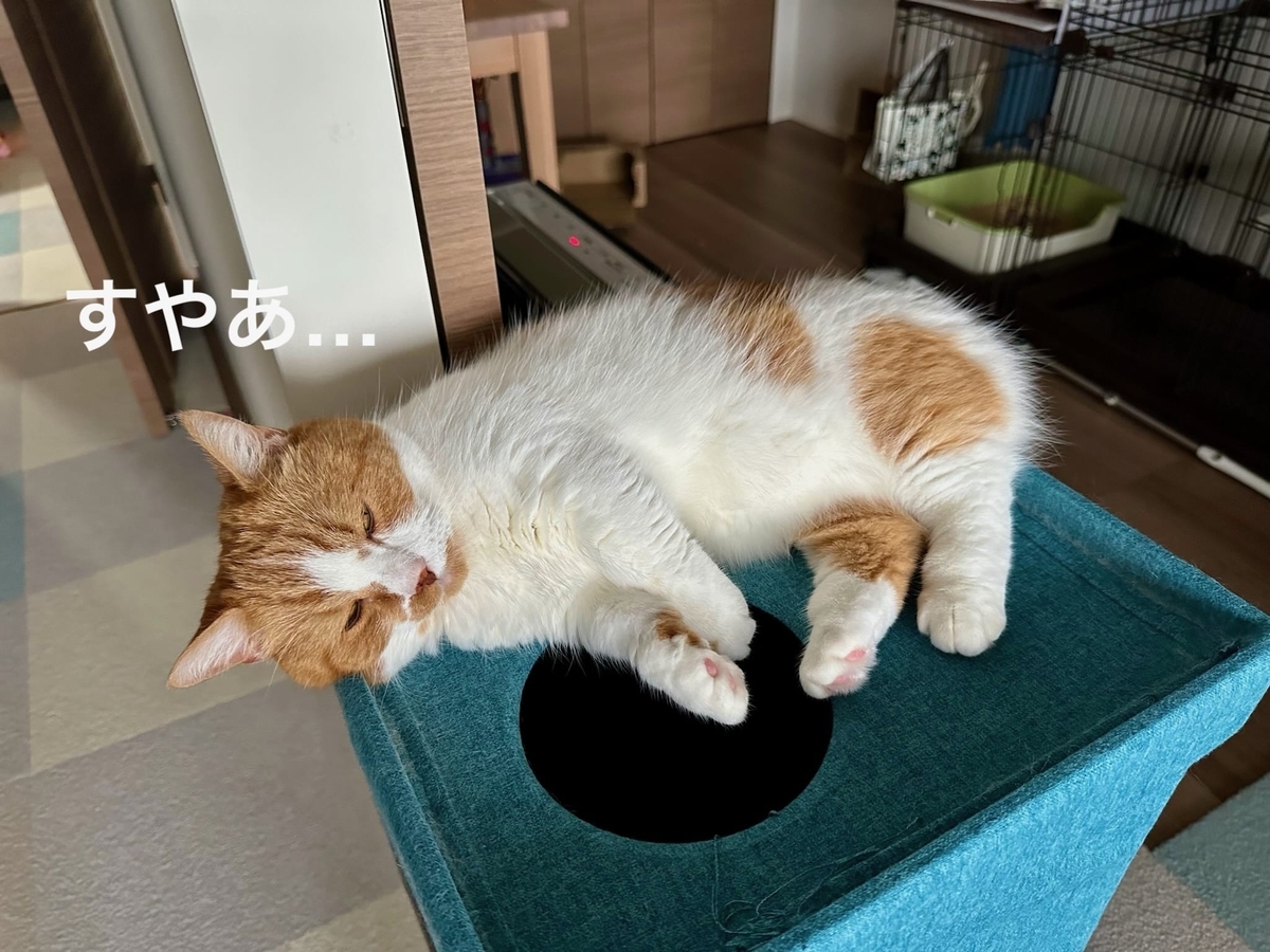 くつろぎタイムのるるちゃん1