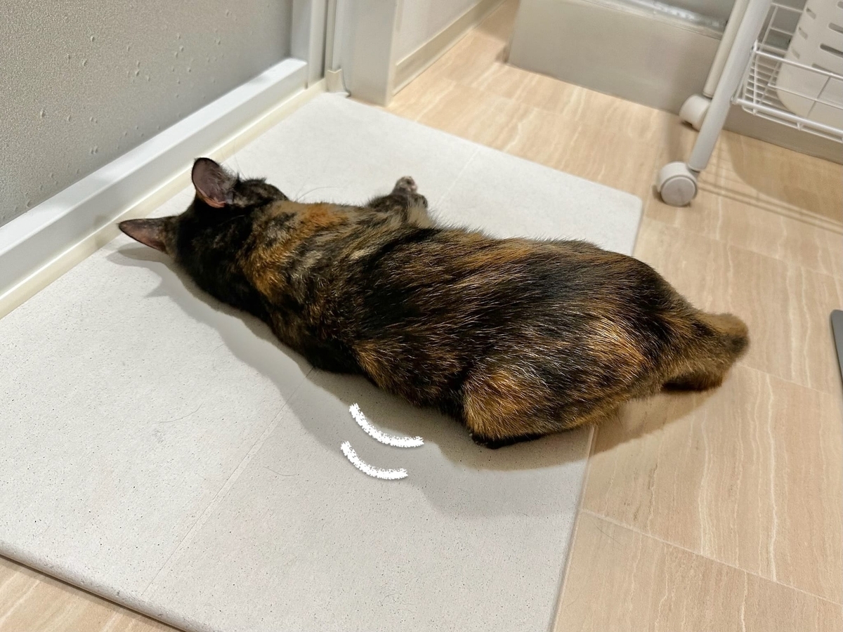 珪藻土マットに転がるもなちゃん3