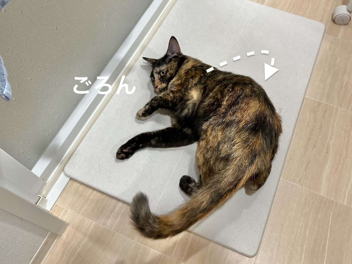 珪藻土マットに転がるもなちゃん1