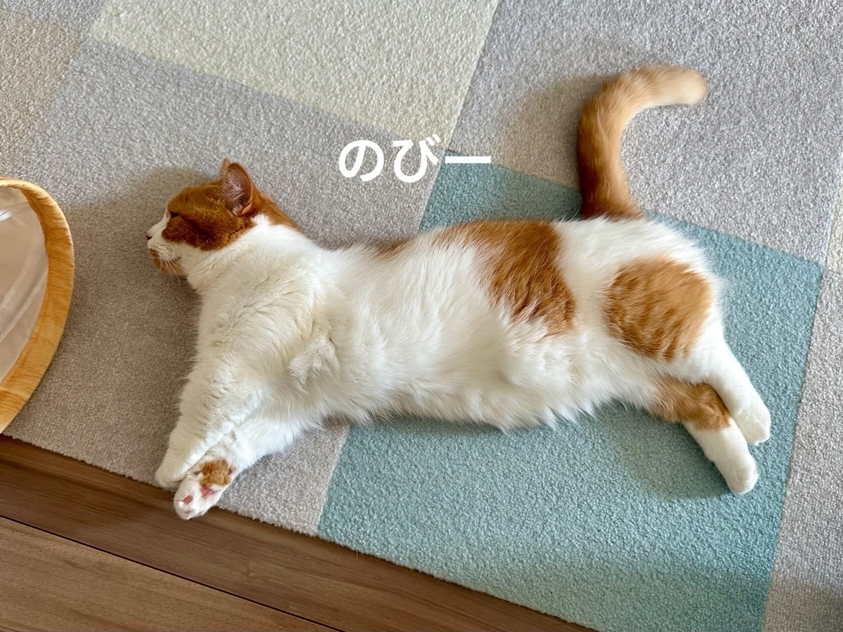 床に転がるるるちゃん