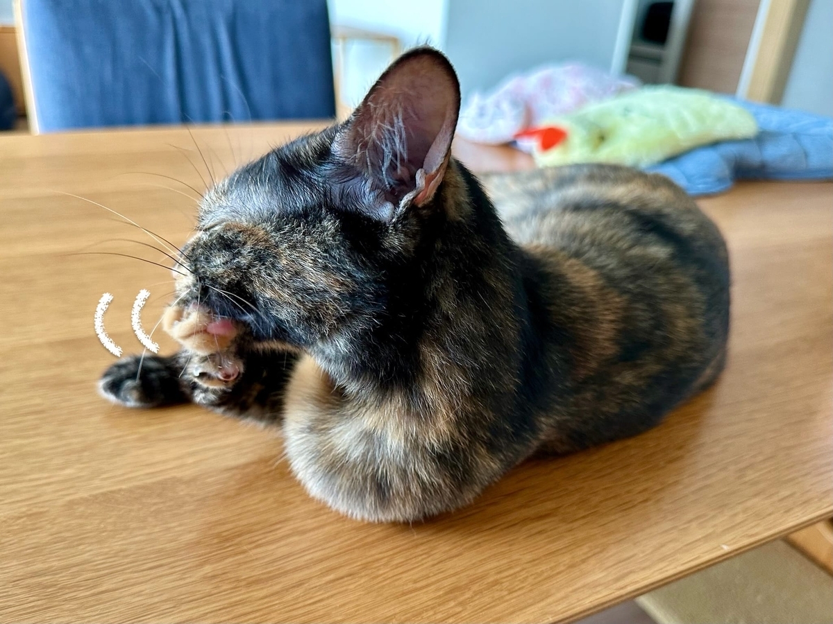 毛繕い中のもなちゃん