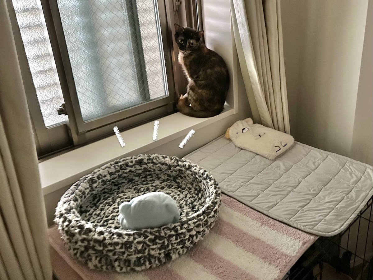 クッション不在の寝床