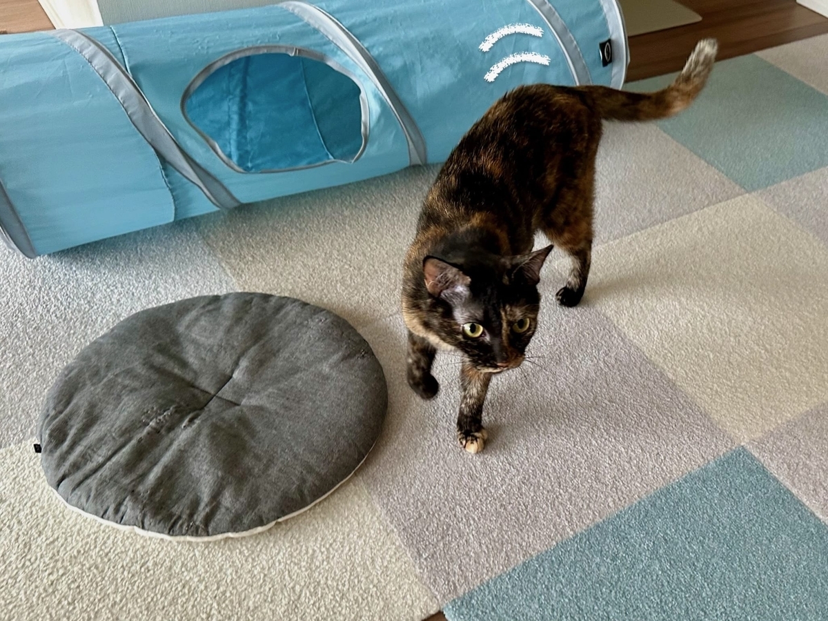 運び屋もなちゃん