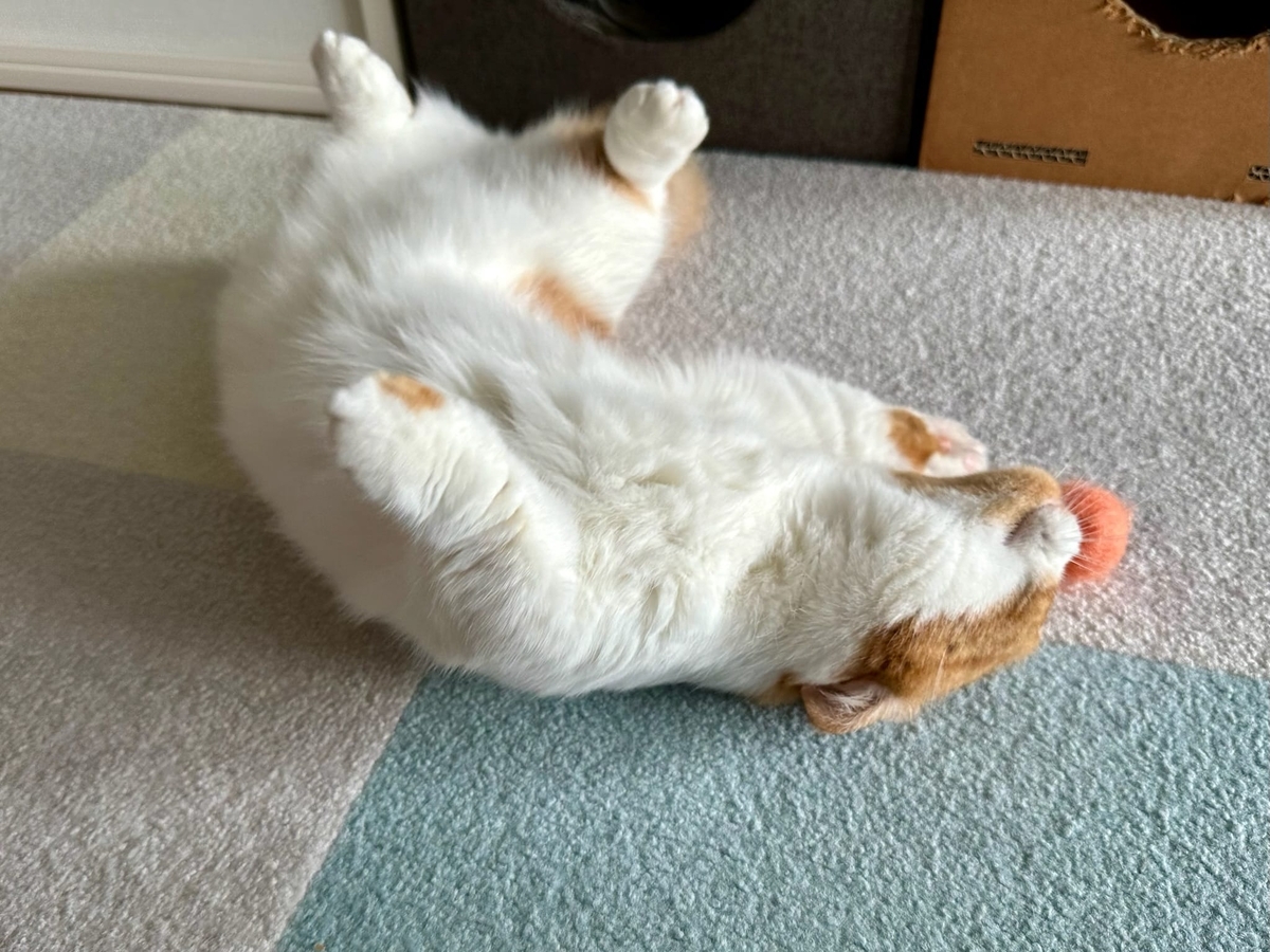 もなボールにじゃれるるるちゃん4