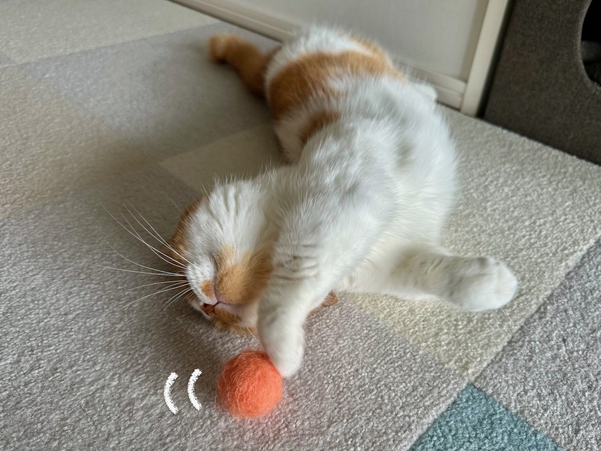 もなボールにじゃれるるるちゃん2