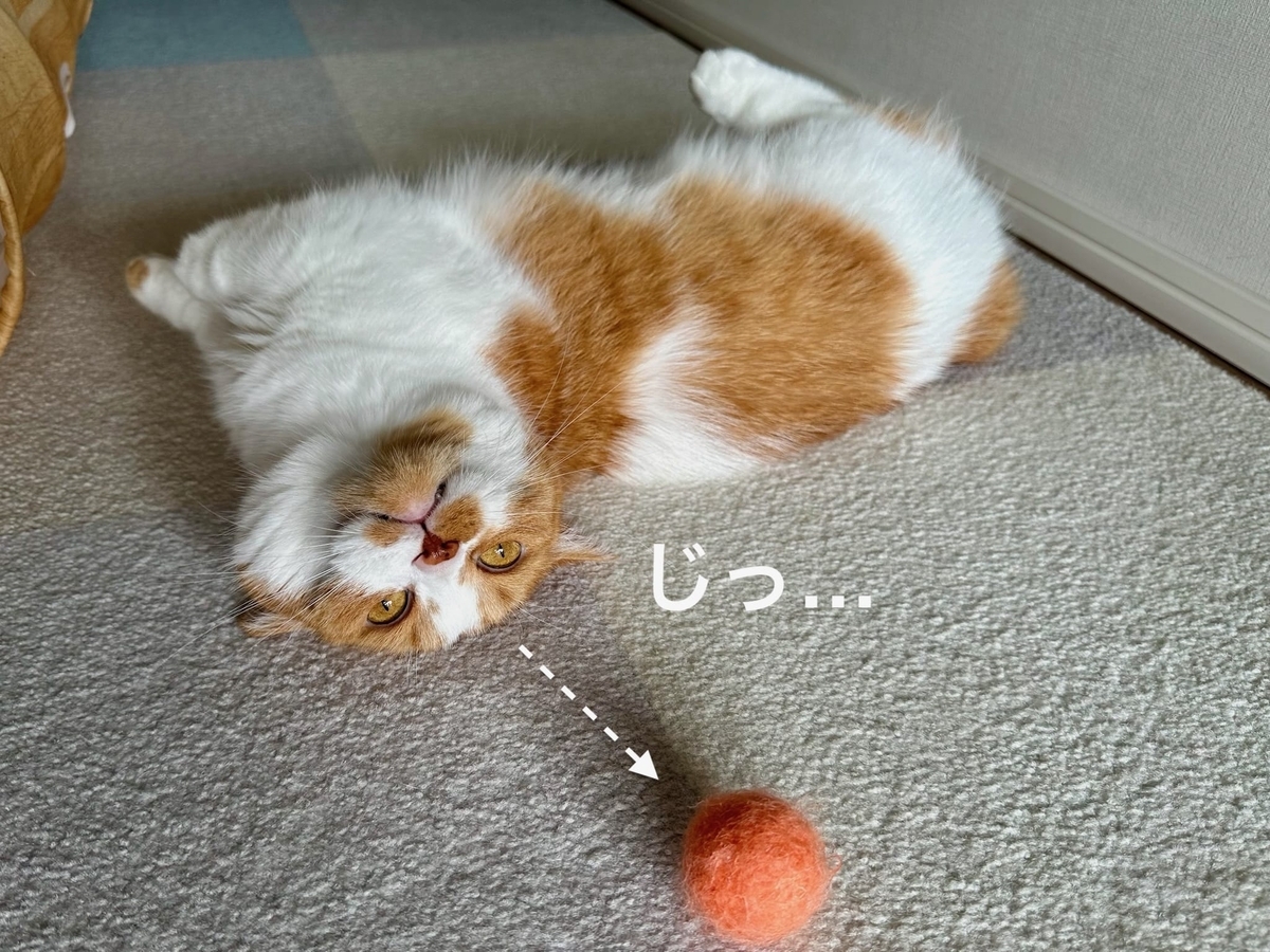 もなボールにじゃれるるるちゃん1