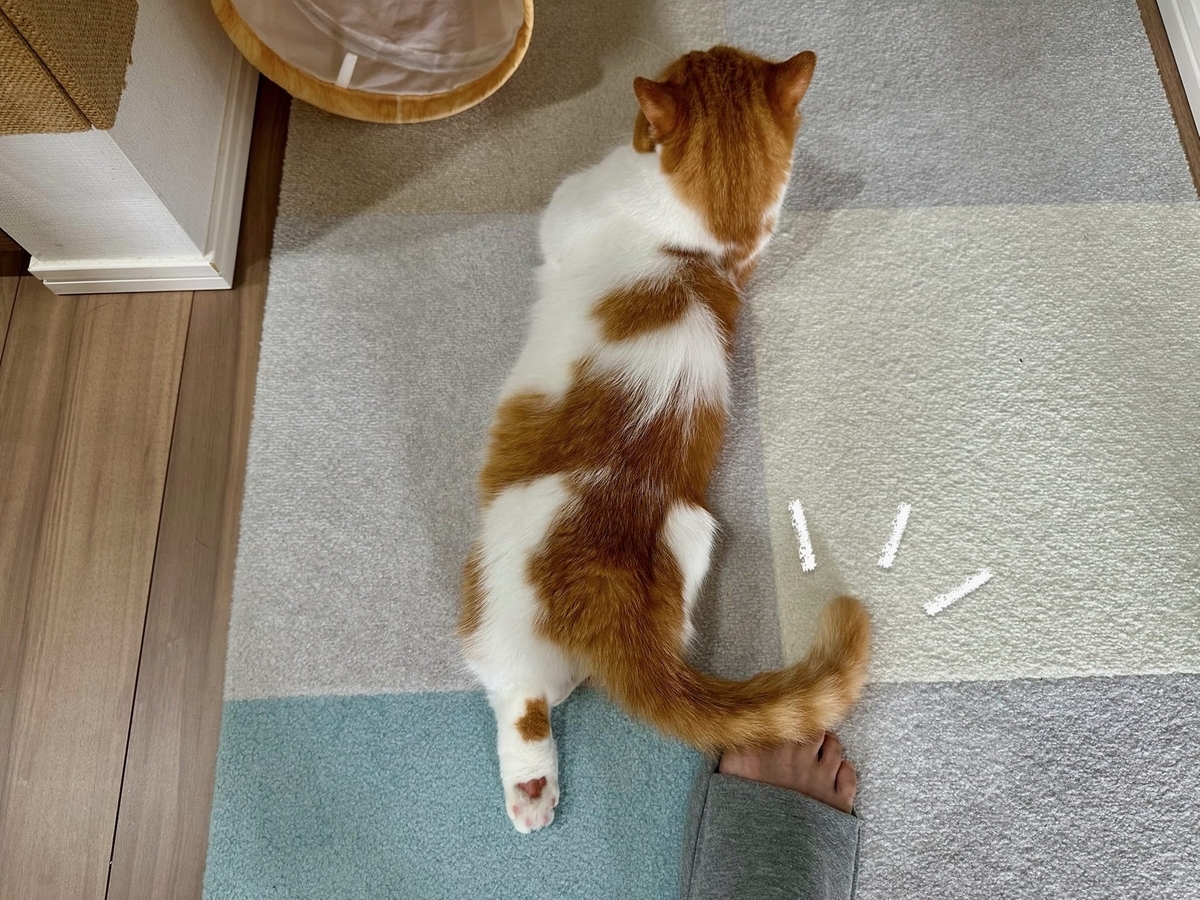 しっぽ乗せるるちゃん1