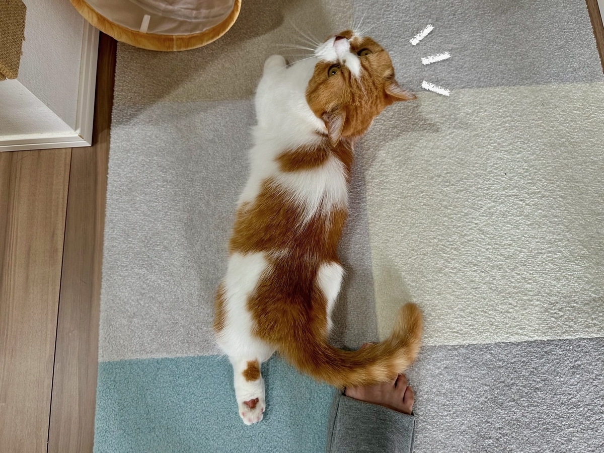 しっぽ乗せるるちゃん3