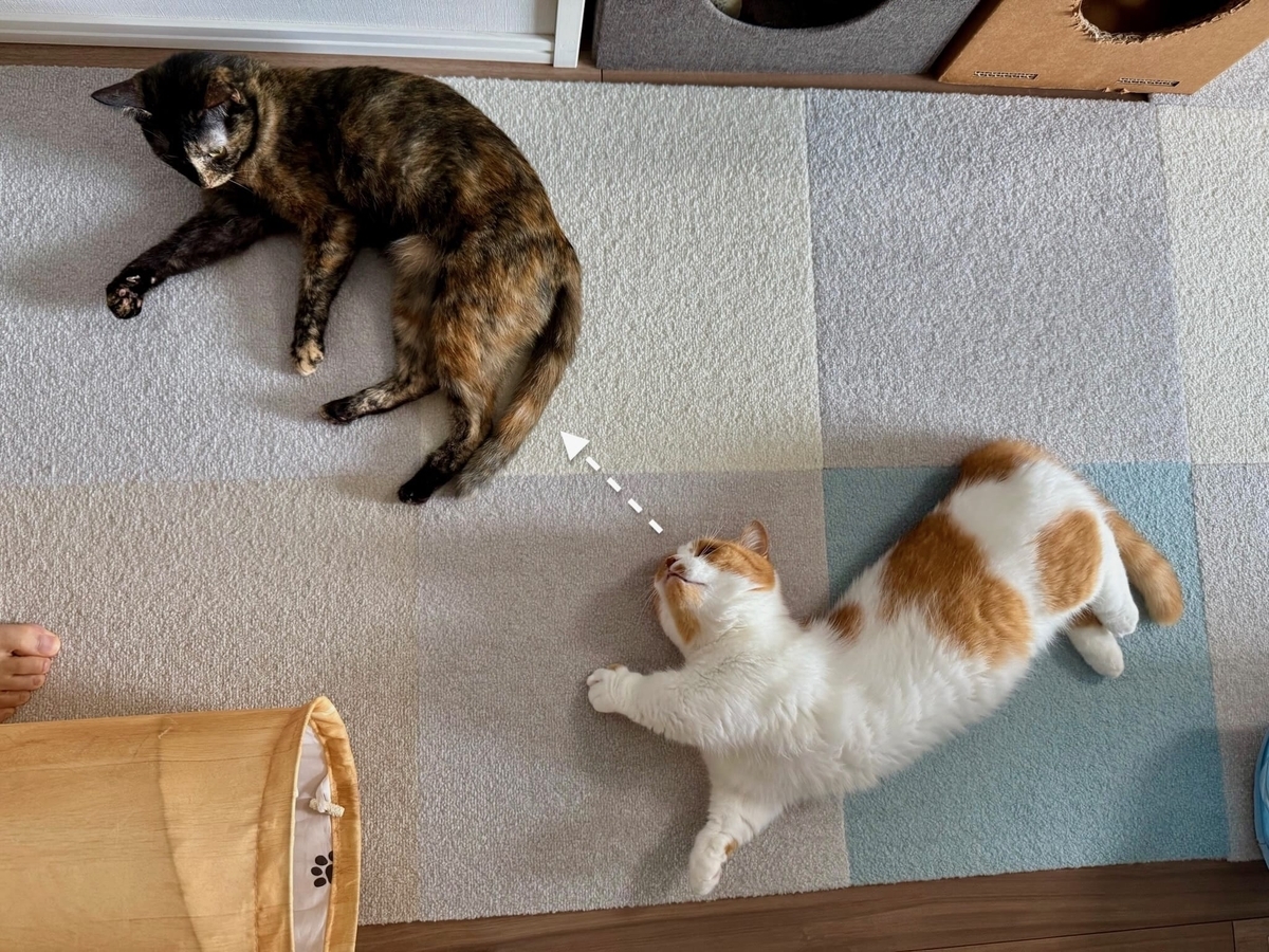 転がるるるもな2