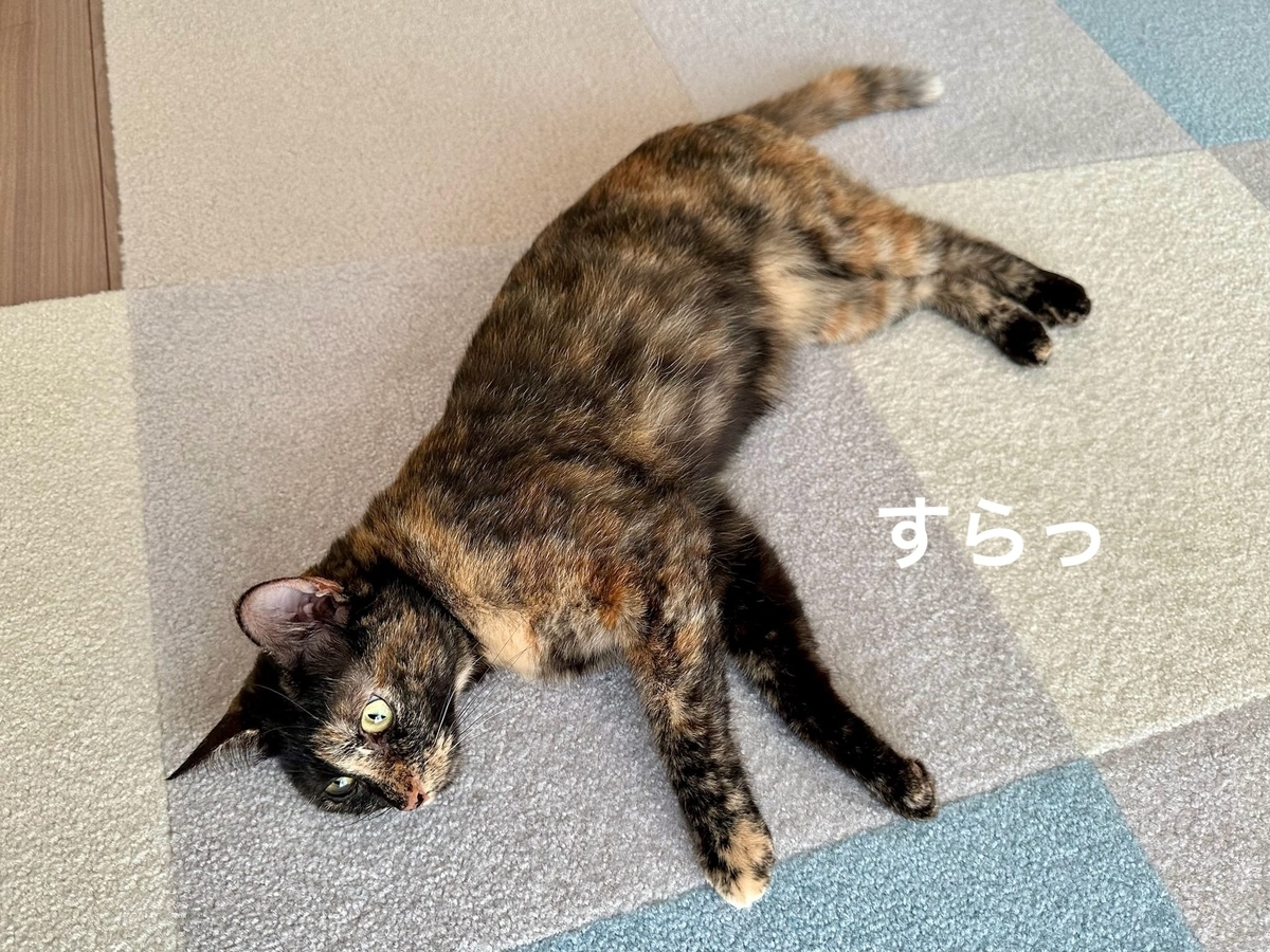 転がるもなちゃん