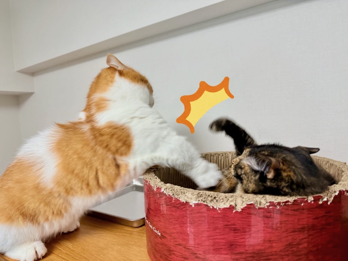 猫パンチ合戦