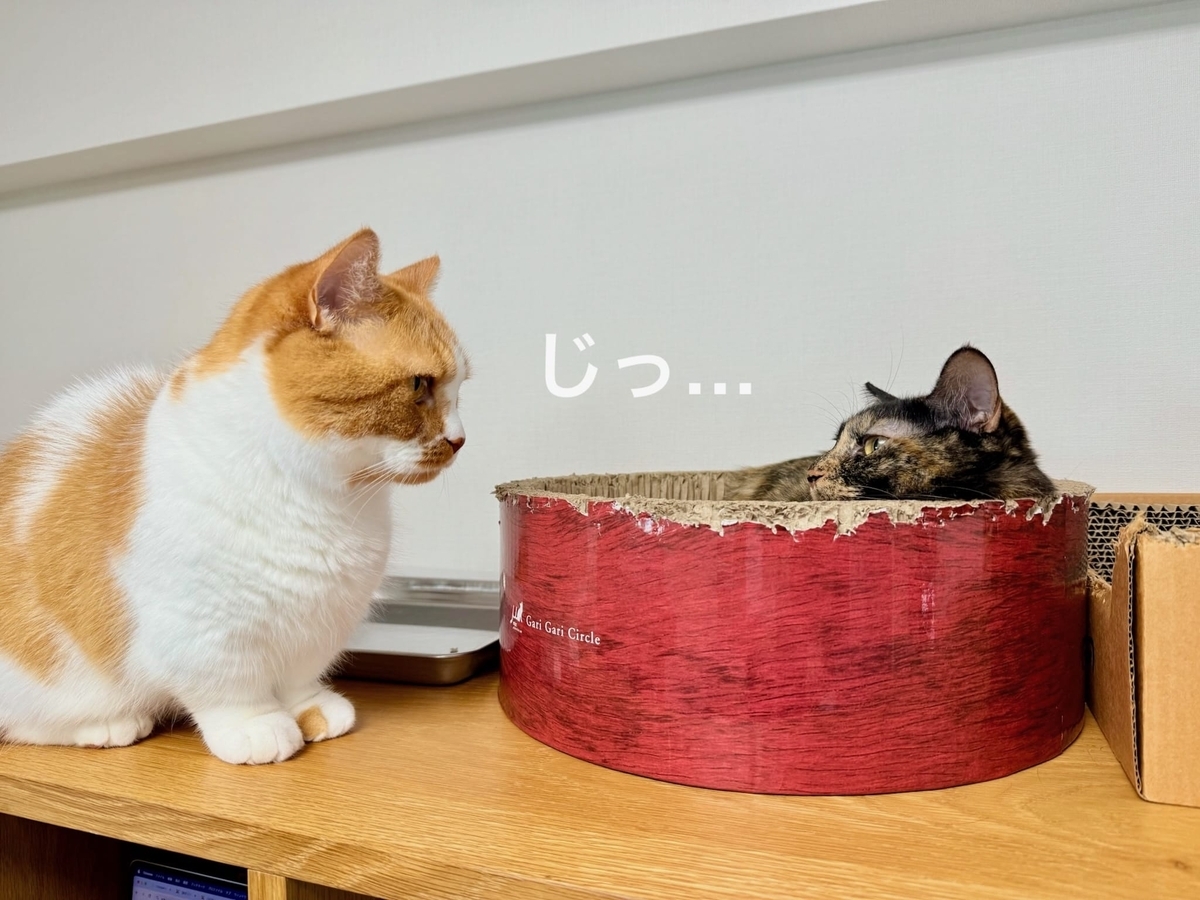 睨み合うふたり1