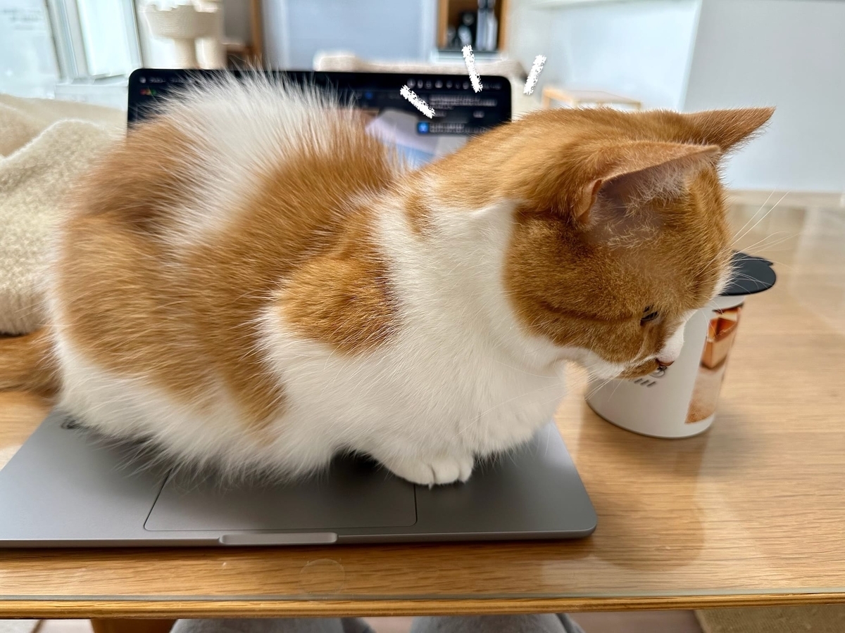 パソコンの上のるるちゃん