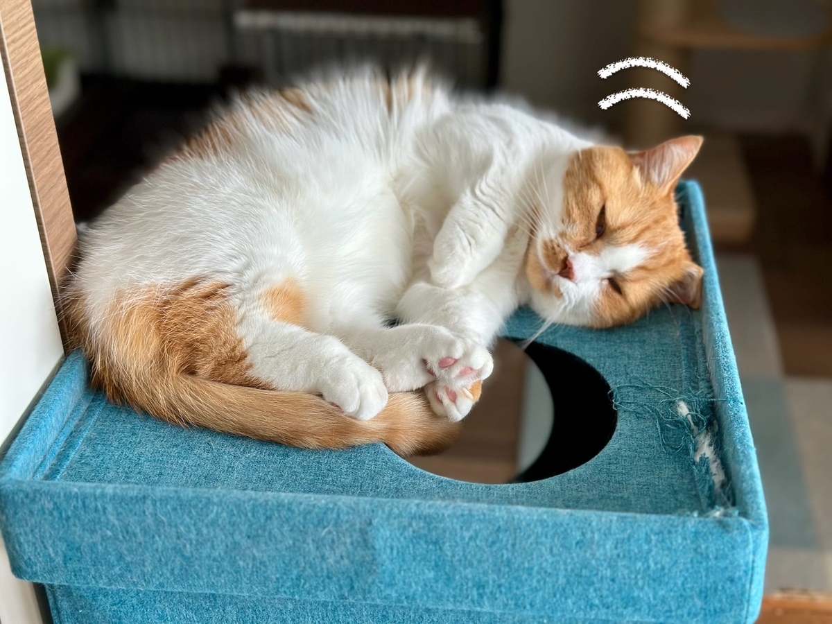 キャットハウスでお昼寝中のるるちゃん2